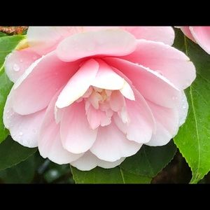 Meet your Posher, Liz